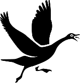 The Crazy Goose